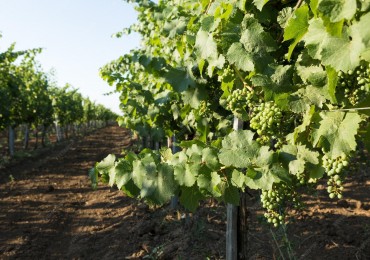 GREENWOOD INMOBILIARIA VENDE Oportunidad de inversion vitivinicola en Eugenio Bustos - San Carlos, Mendoza