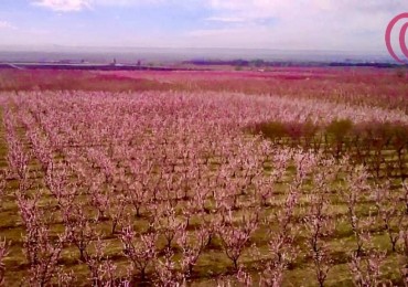 Greenwood Vende Inigualable Finca en Vista Flores Tunuyan, Excelente Rentabilidad, Ideal Emprendimie