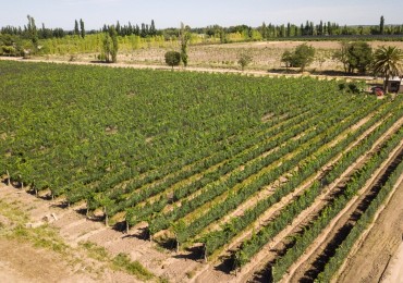 GREENWOOD INMOBILIARIA VENDE EXCELENTE FINCA EN SAN RAFAEL, MENDOZA! 