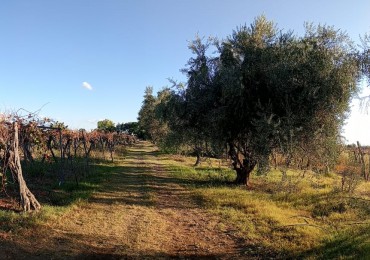 GREENWOOD  VENDE FINCA CALLE SANTA INES,MEDRANO JUNIN MENDOZA