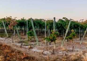 GREENWOOD INMOBILIAEIA VENDE FINCA EL BAJO - VIÑEDOS EN PRODUCCION