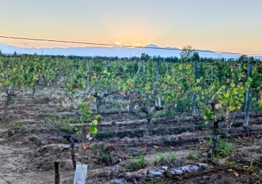 GREENWOOD INMOBILIARIA VENDE FINCA EL BAJO - VIÑEDOS EN PRODUCCION