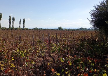 GREENWOOD INMOBILIARIA VENDE FINCA EL CHAÑAR - OPORTUNIDAD PRODUCTIVA EN MENDOZA